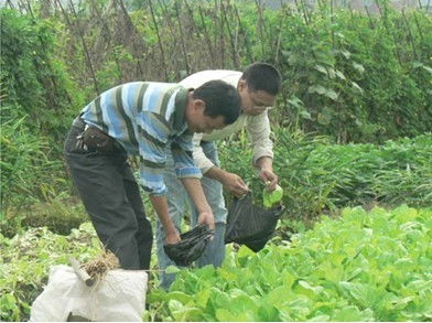 潘塘街道扎实推进农产品质量法贯彻实施，全力守护市民“舌尖上的安全”与“菜篮子”的健康