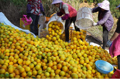 赣南脐橙 自然的馈赠，健康的守护